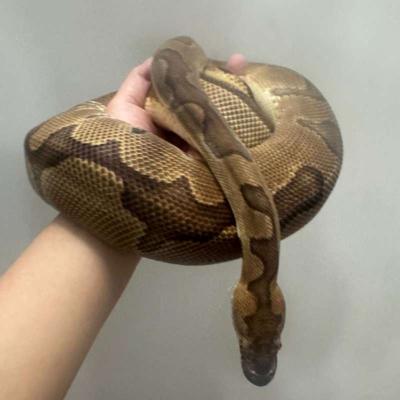 M Enchi Clown (Proven Breeder)