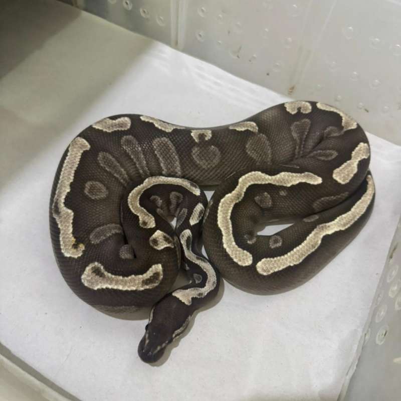 M GHI 100% Het Clown (Proven)