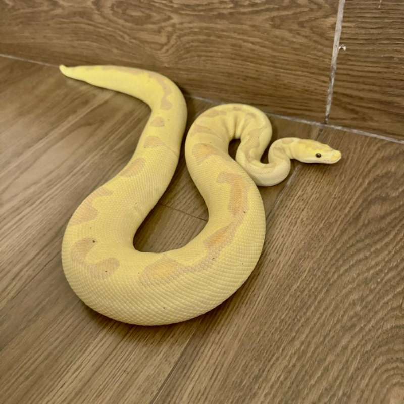 Banana Enchi Clown (Female Maker)