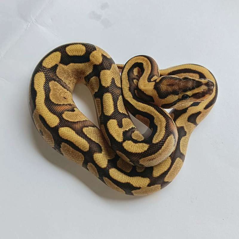 Fire enchi YB het lavender ph clown