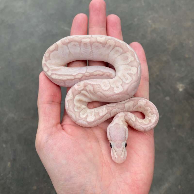 banana bamboo poss gravel ph hypo clown