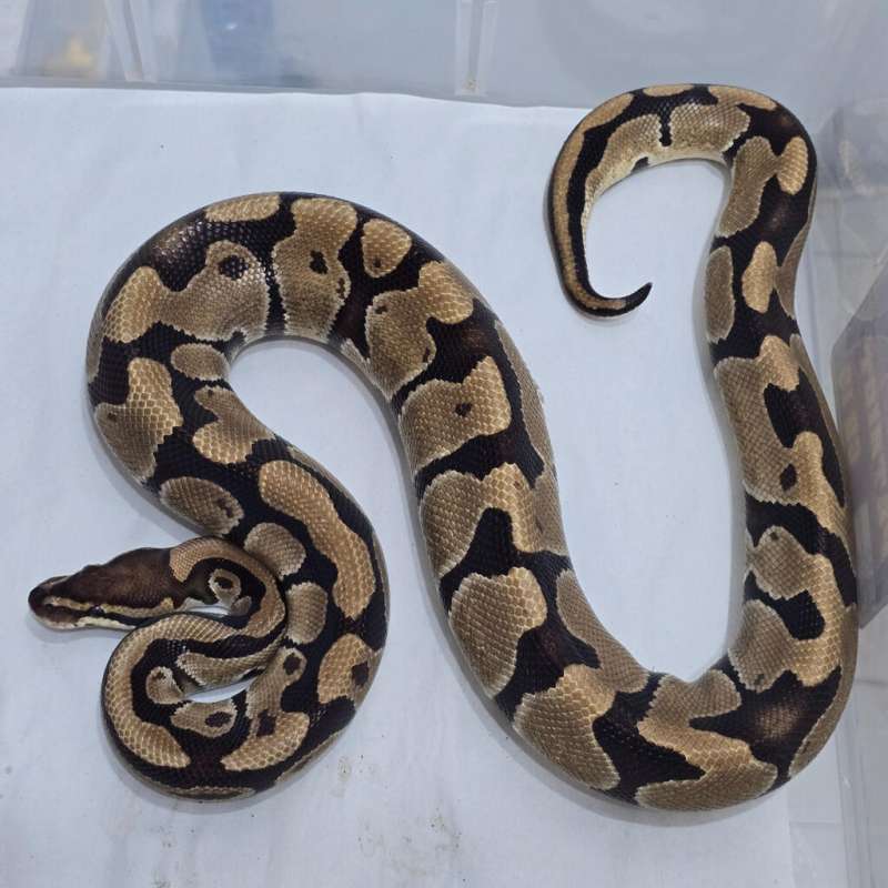 Normal dh Sunset Clown (RARE ITEMS)