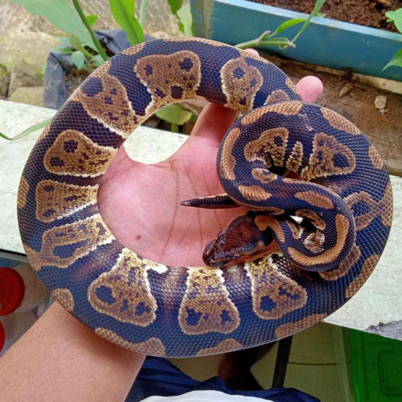 Sable Het Lavender Clown (Grail)
