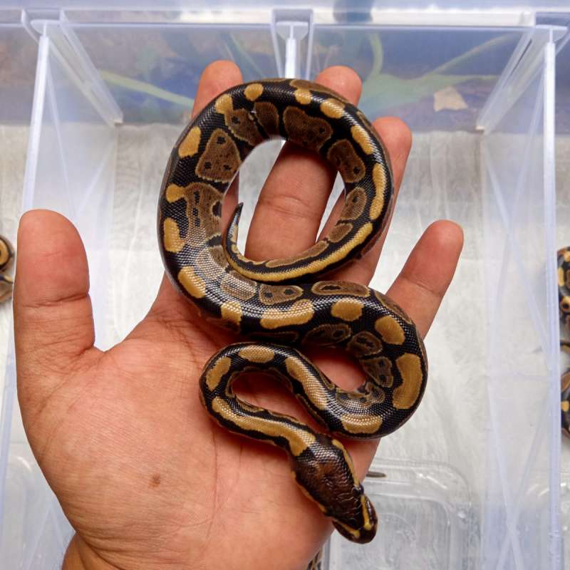 Normal Het Hypo 100%