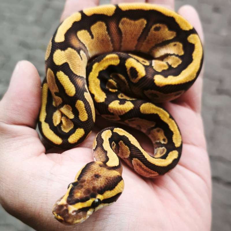 251108-6 Mojave Enchi poss YB poss het DG