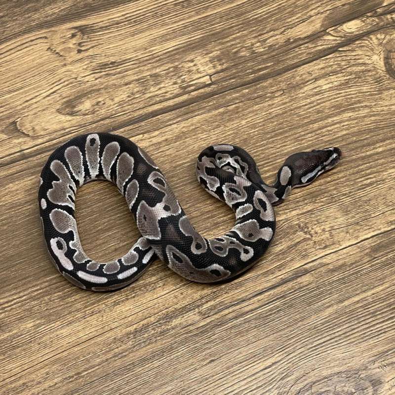 VPI AXANTHIC 66% HET PIED