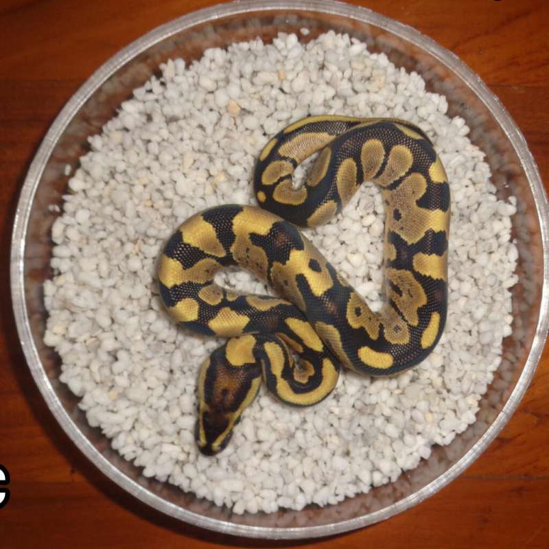 Fire 50 % het lavender 50 % het tristripe