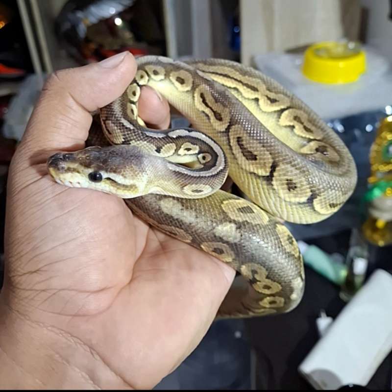 Super Pastel Cinnamon PH Albino