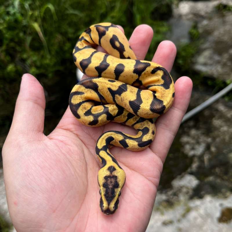 PASTEL ENCHI ODYB DH PIED ALBINO