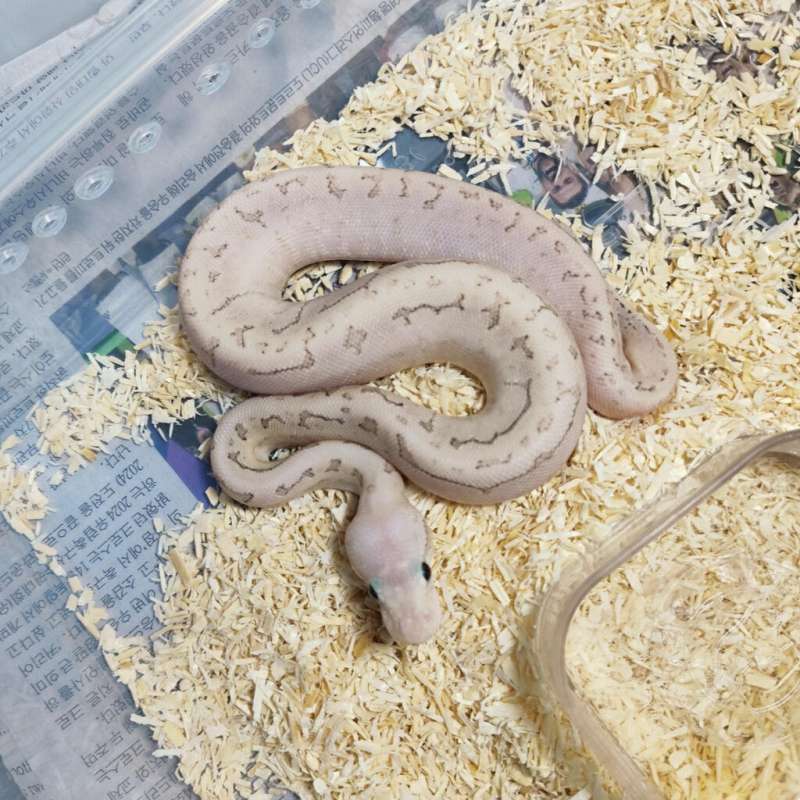 Hypo dragonfly bamboo