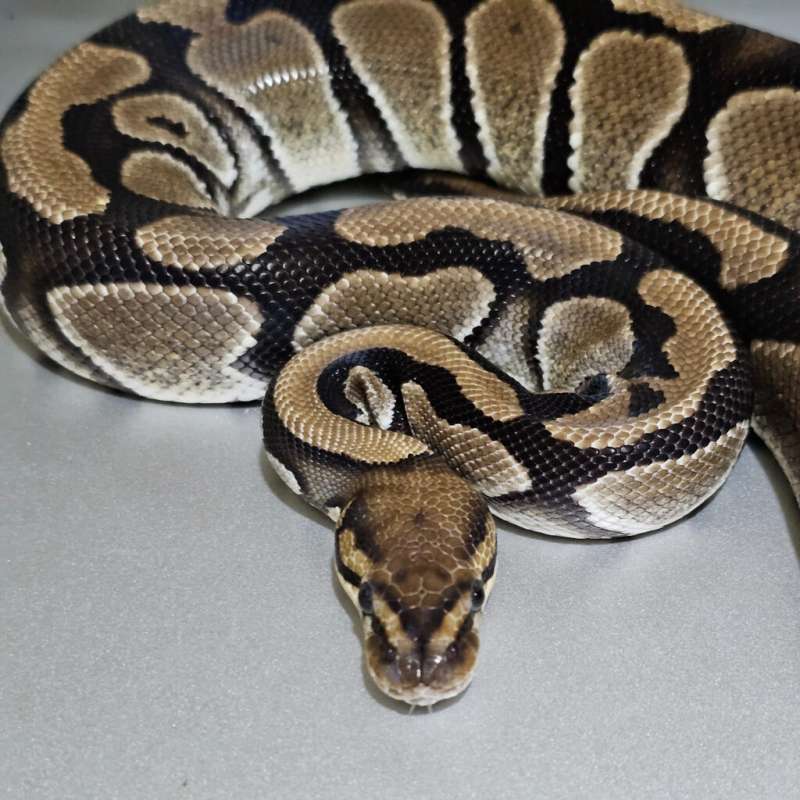 [Proven] Dh DG Clown