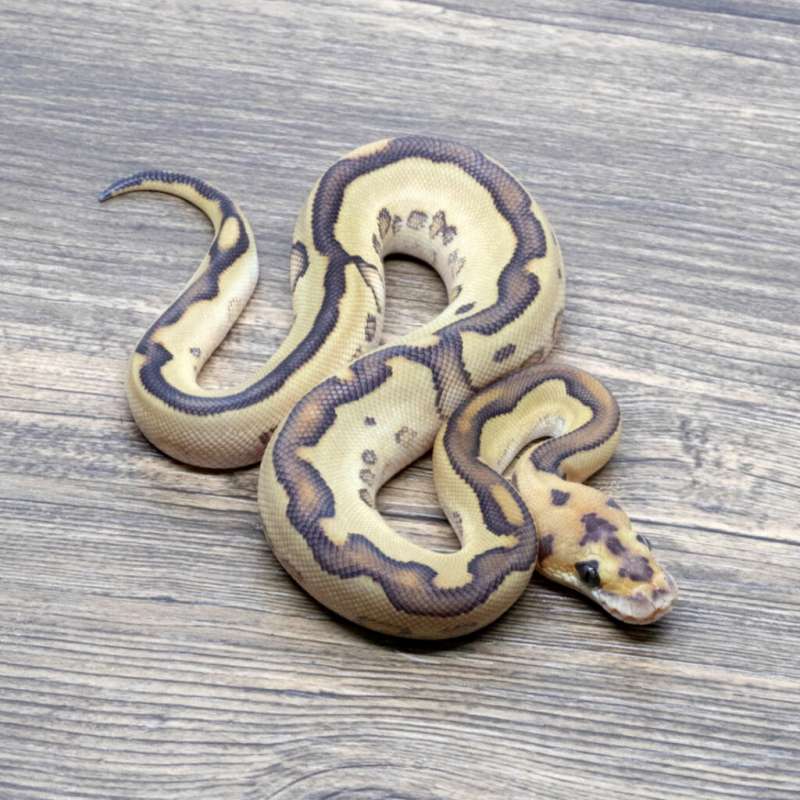 RED STRIPE LEOPARD LESSER CLOWN