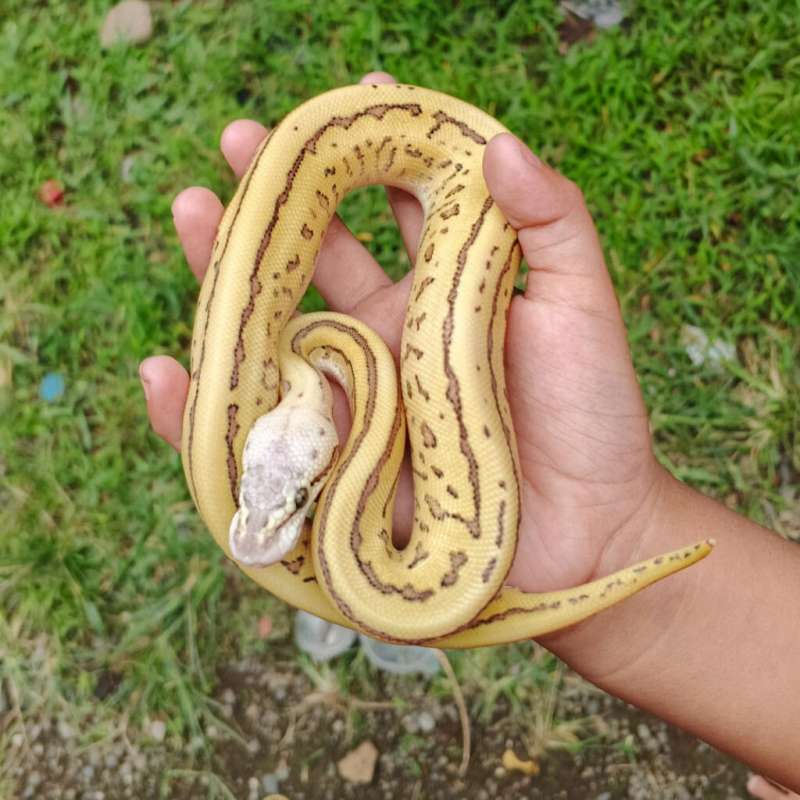 Super pastel pinstripe leopard yellow Belly spotnose het clown