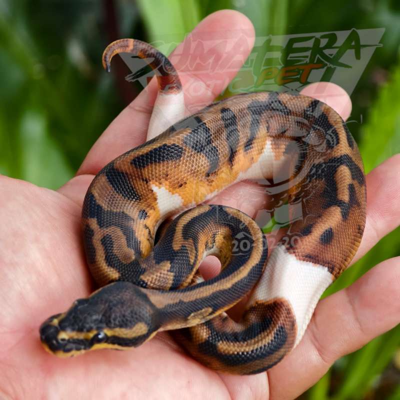 Pied boll pythons