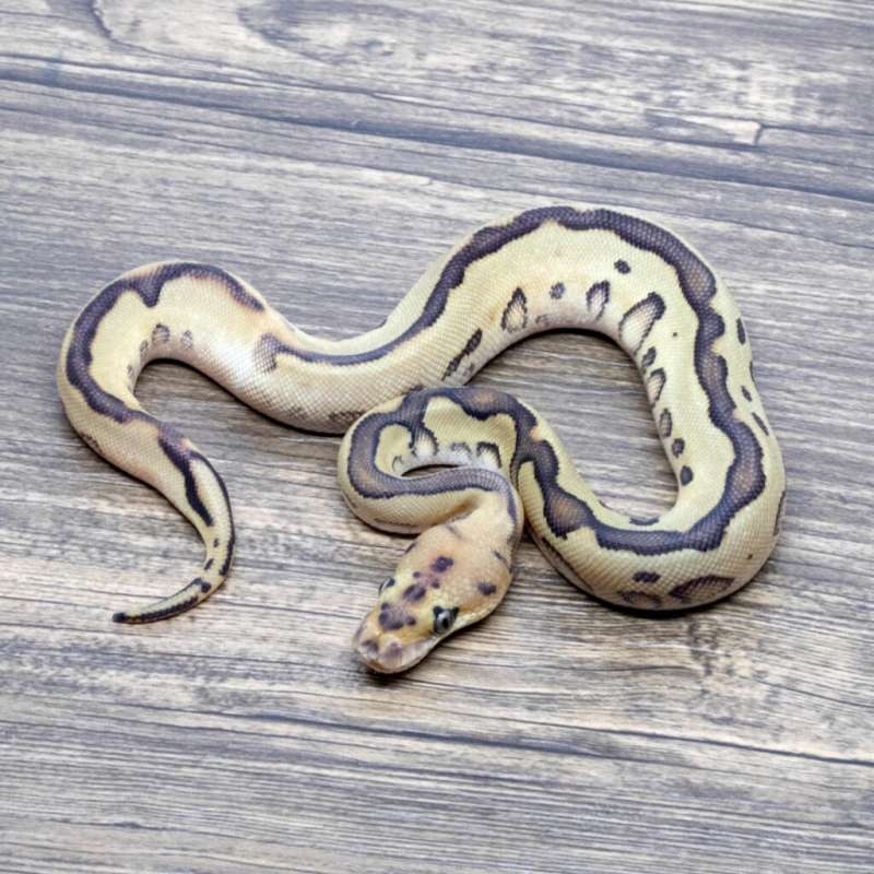 LEOPARD LESSER (RED STRIPE) CLOWN
