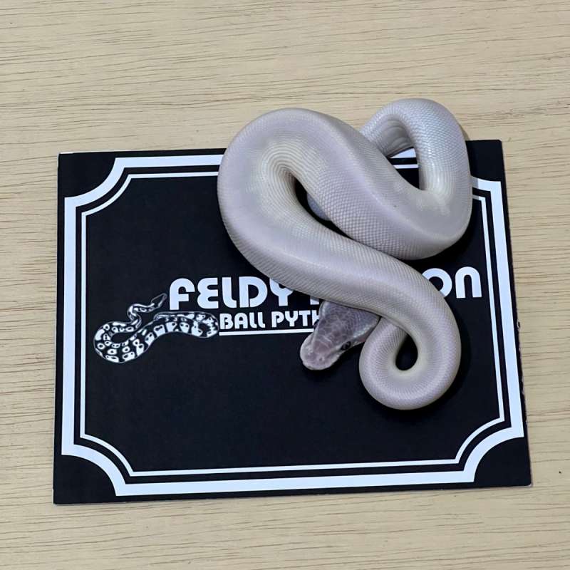 Super Mojave Ball Python [2025060110]