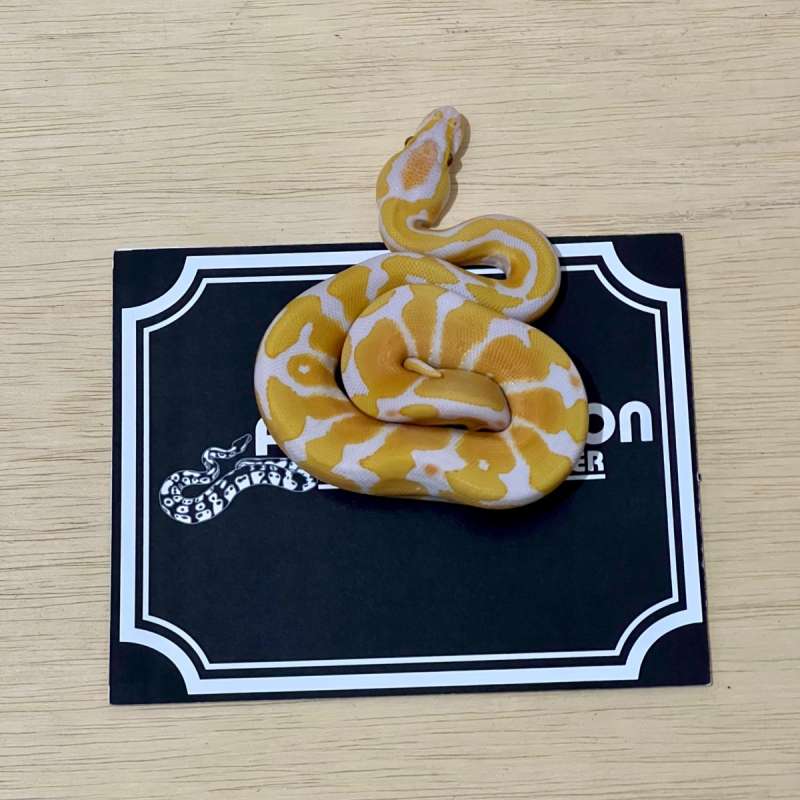 Lavender Ball Python [2025050710]