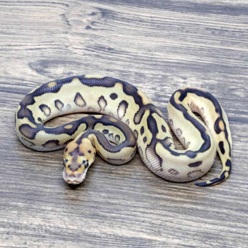 LEOPARD LESSER RED STRIPE CLOWN