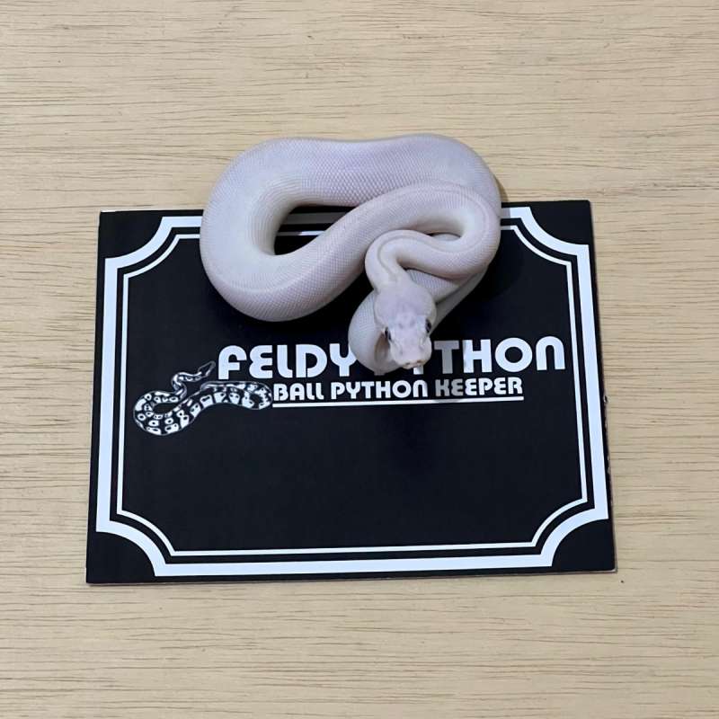 Blue Eye Leucistic Ball Python [2025060201]