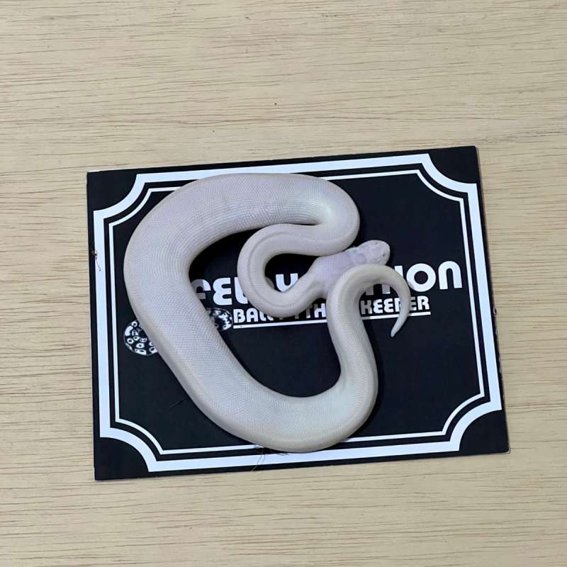Blue Eye Leucistic Ball Python [2025060601]
