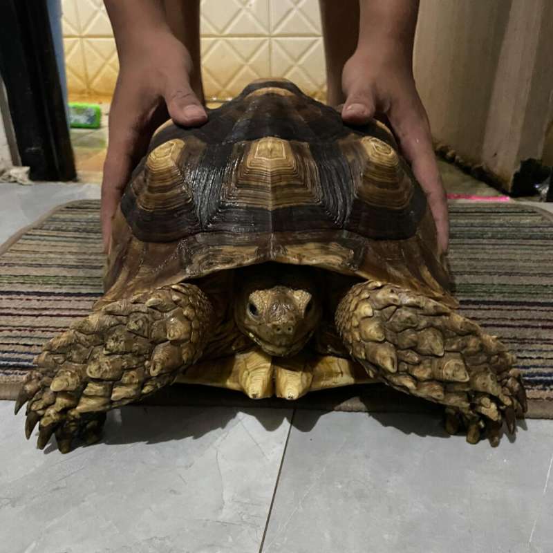 Kura Kura Sulcata Size 37 Jantan