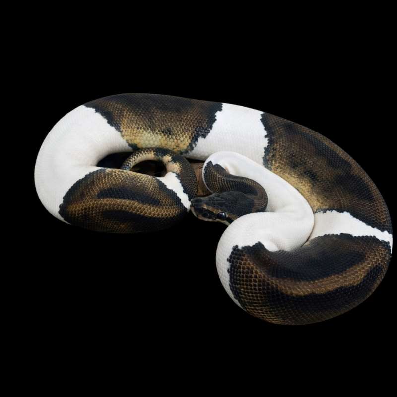 Pied het albino female