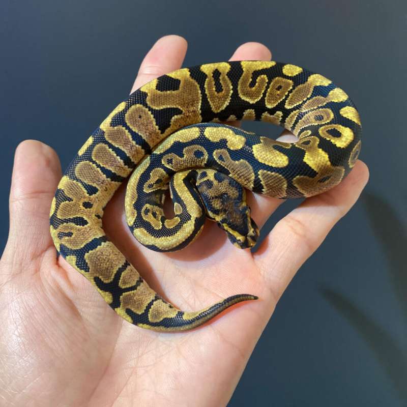 F - Spotnose het Clown ph 66% DG