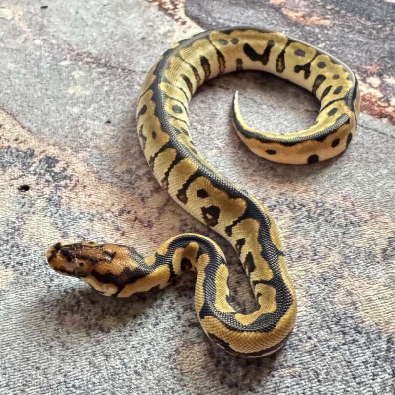 Ball Python Spotnose Enchi Clown M