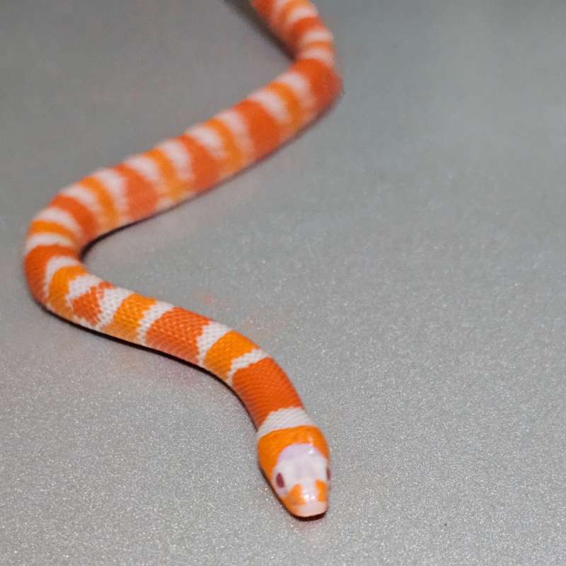 Ms Honduran Tangerine Albino