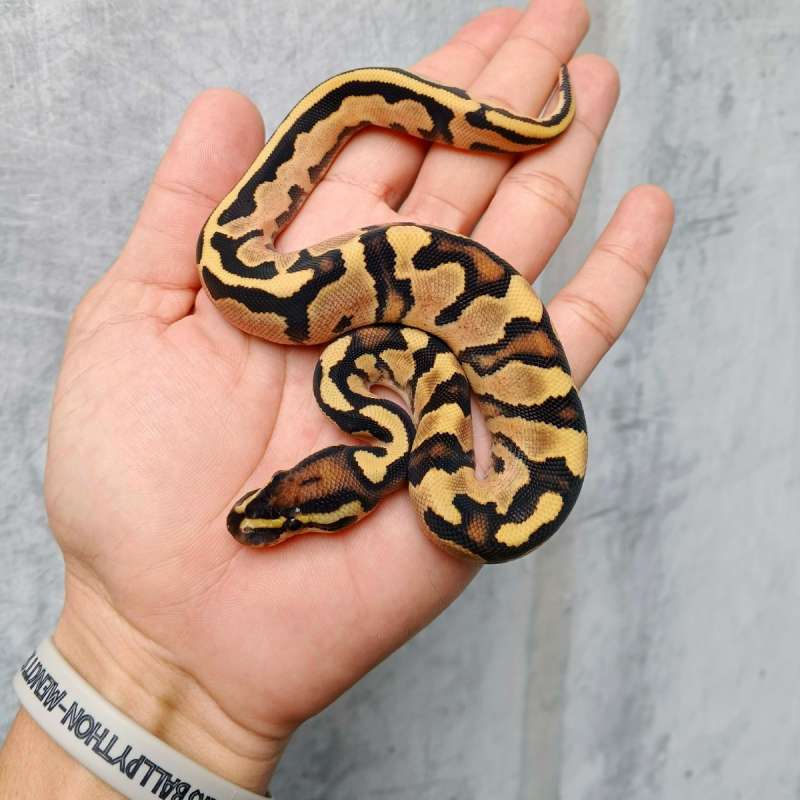 Fire Orangedream Poss Dh Albino Pied