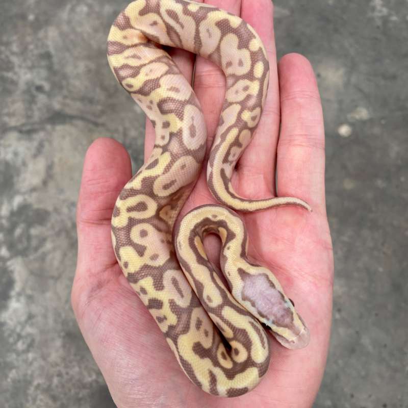 banana pastel pos yb/gravel 66% het clown