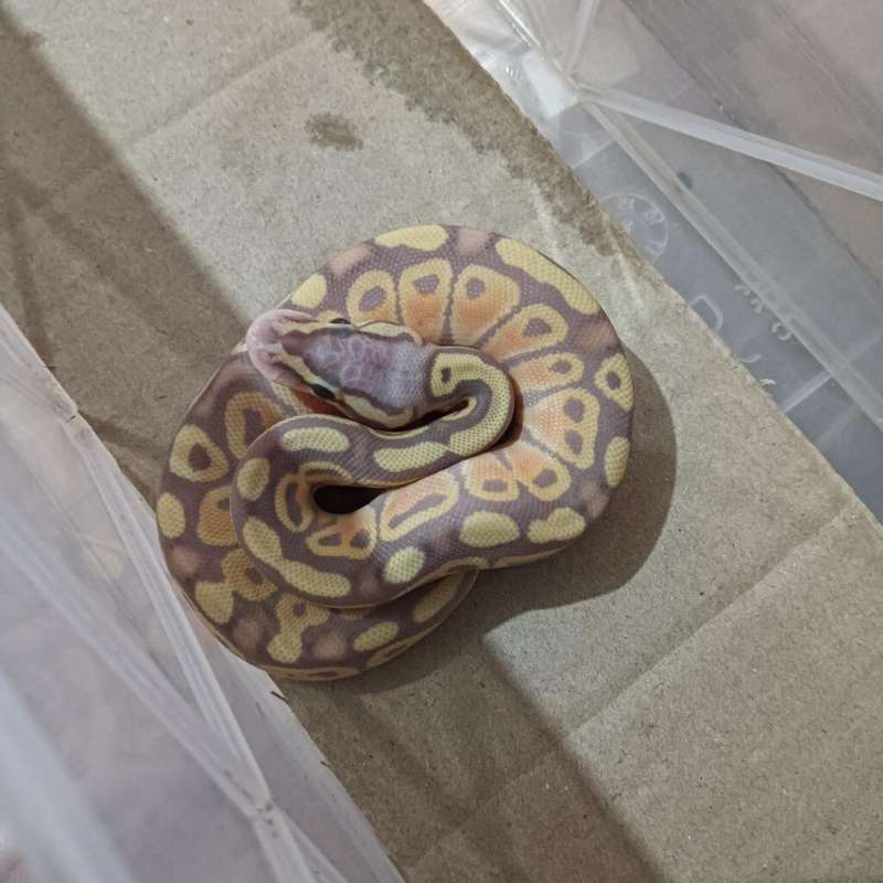 banana pastel het Genetic stripe