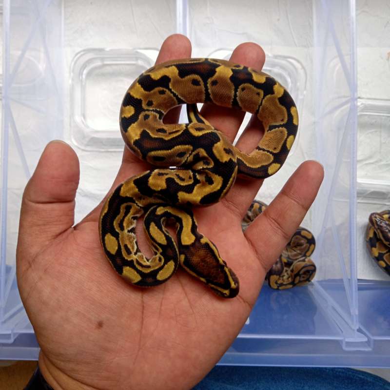 Yellow Belly Het Hypo 100%