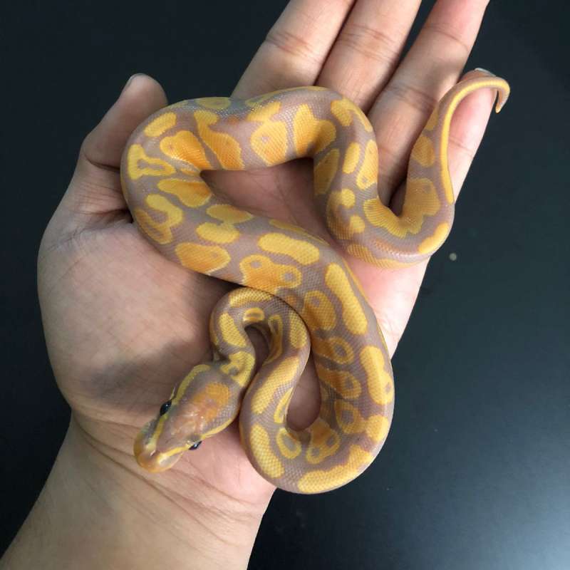 Banana Het Pied