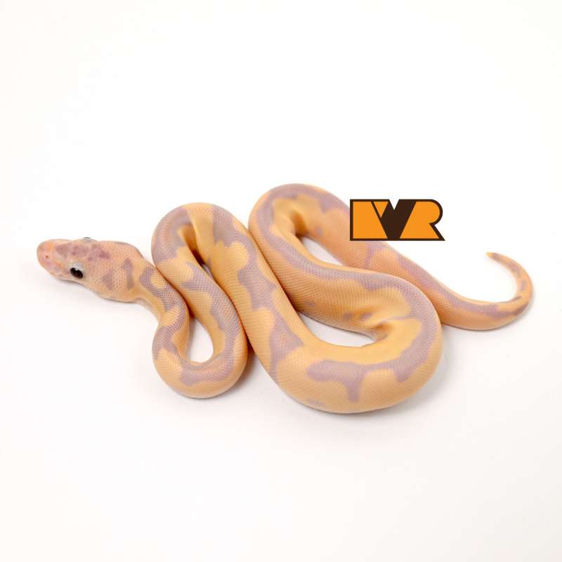 F Super Banana Enchi Clown [25C0408]