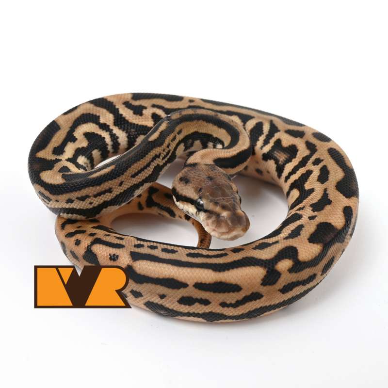 F Leopard Spotnose Banhart Black Pastel (Poss OD, YB) het Clown [25C0104]