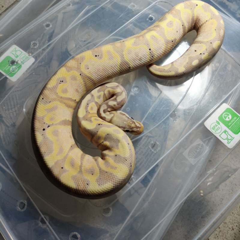 Banana pastel het clown female maker