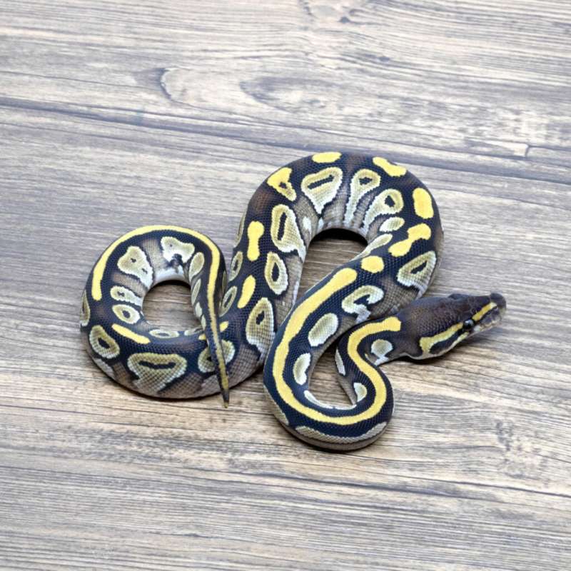 MOJAVE (ORANGE DREAM) HET PIED HET HYPO