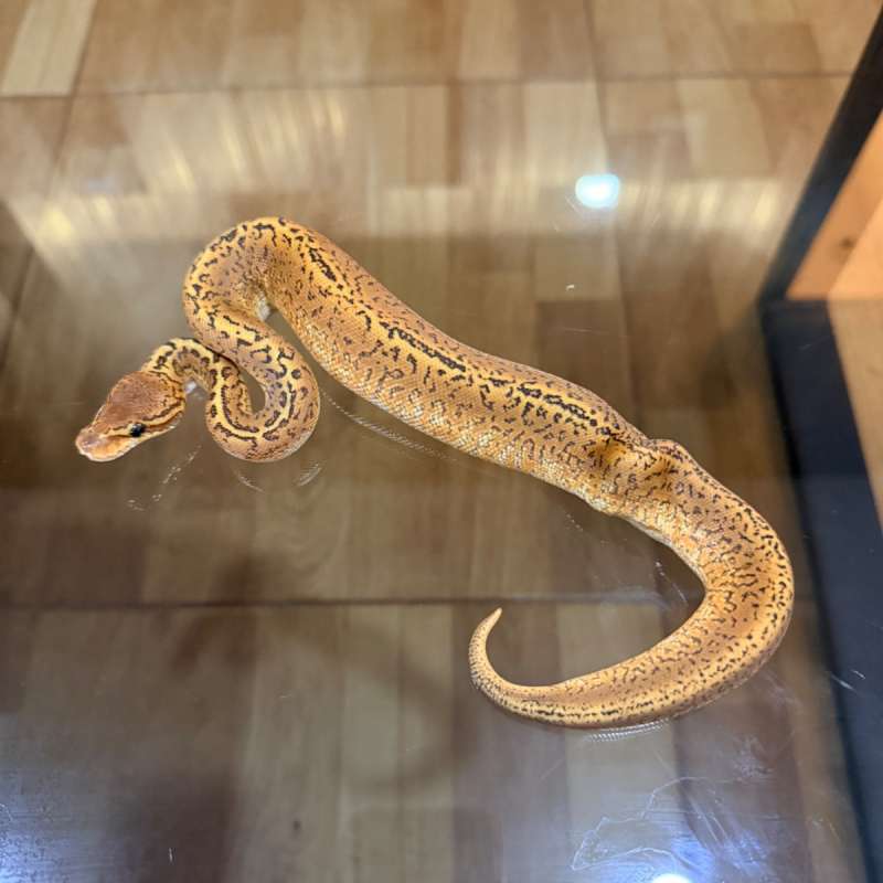 Special monsoon poss het clown (kink)