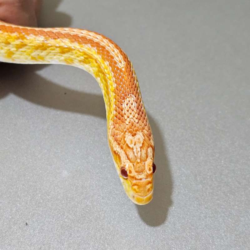 [Proven] Cs Amel Tessera +