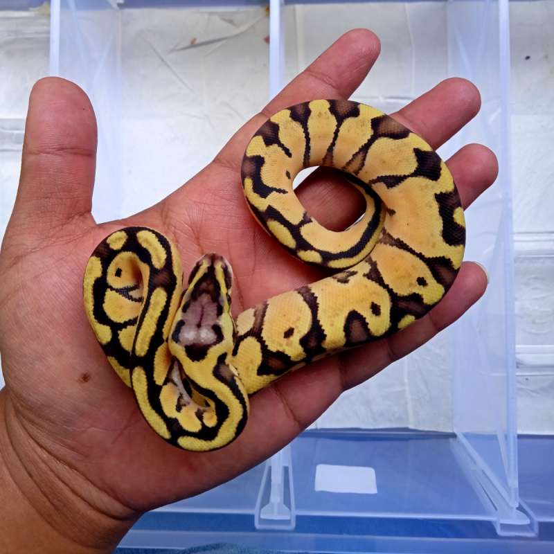 Pastel Yellow Belly Het Hypo 100%