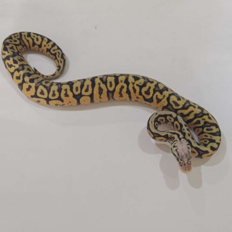 M Leopard Pastel Spotnose het Clown