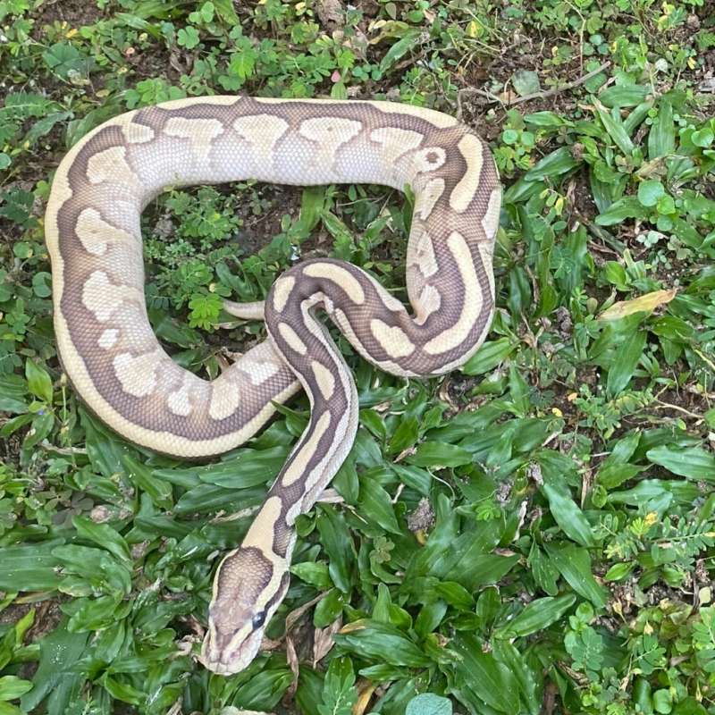 Pinestripe Yellow Belly