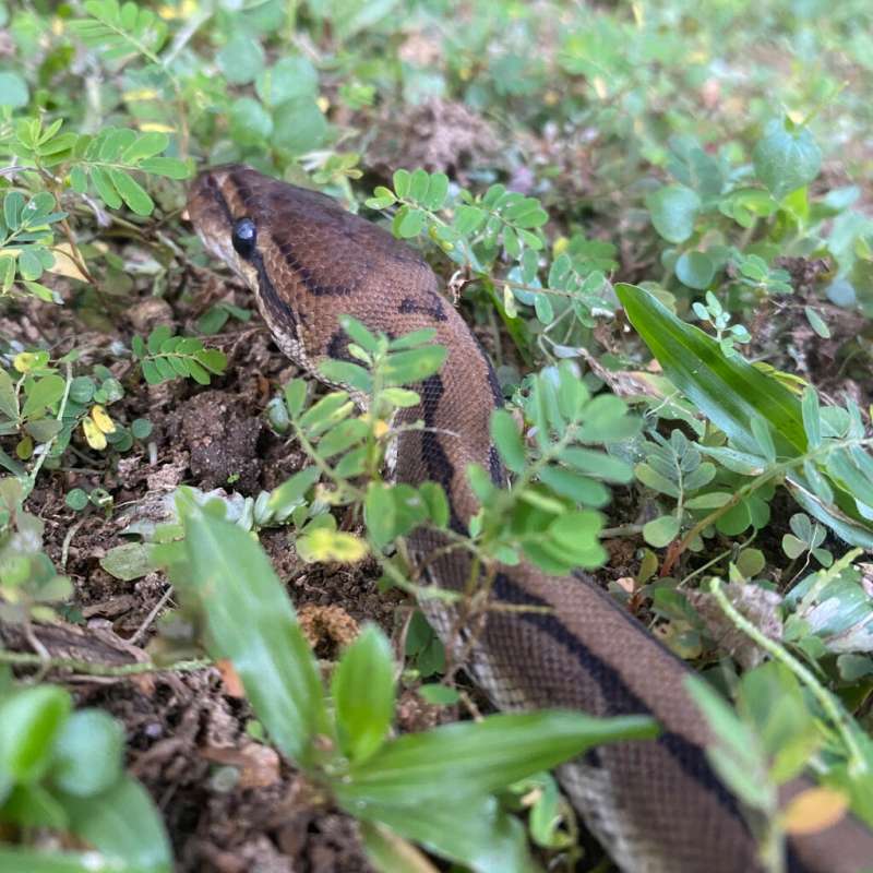 Fire Leopard PH Clown 50%