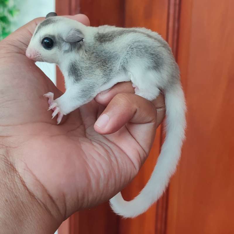 Sugar Glider Mozaik het Leucistic Betina