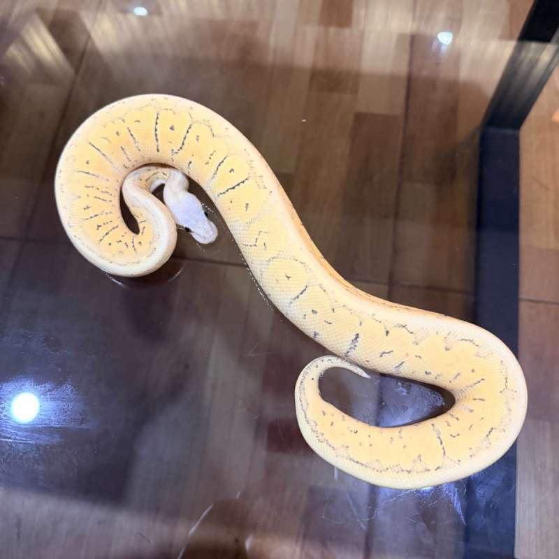 Super pastel pinstripe desert ghost