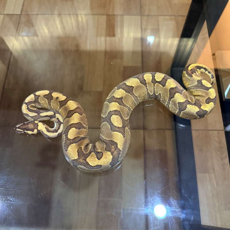 Enchi redstripe yellow belly het clown