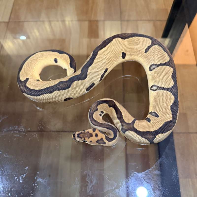 Leopard enchi clown het lavender