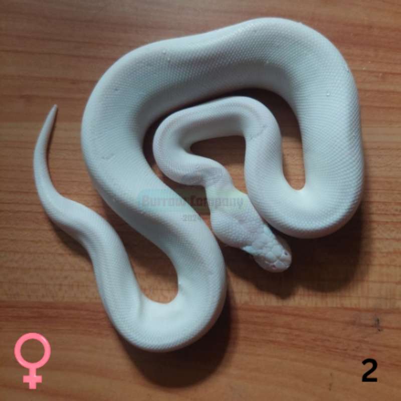 Ball Phyton Leucistic Female (kode 2)