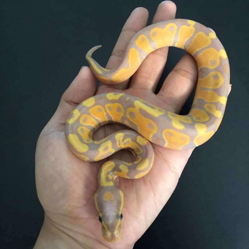 Banana Het Pied